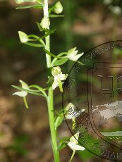 Любка двулистная 001